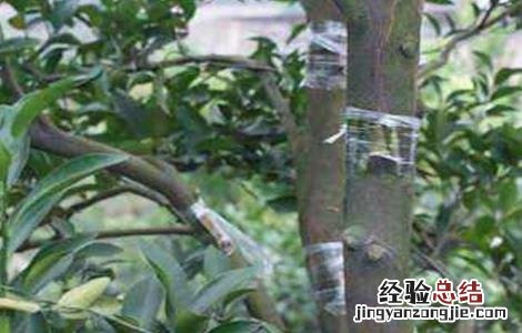 柑桔什么时候嫁接 柑桔的嫁接时间和方法