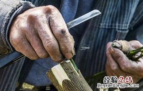 柑桔什么时候嫁接 柑桔的嫁接时间和方法