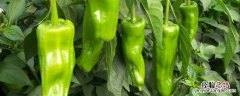 辣椒冬天种植会结果么 种植辣椒冬天可以过冬吗