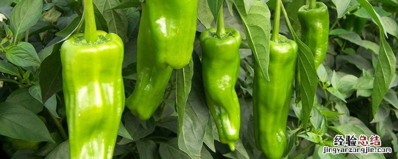 辣椒冬天种植会结果么 种植辣椒冬天可以过冬吗