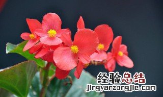 四季海棠的花语和寓意 四季海棠的花语和寓意图片