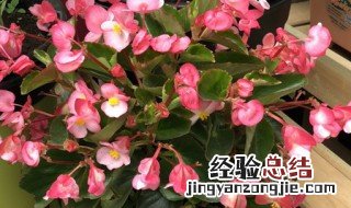 四季海棠是什么样子的 四季海棠有什么传说故事