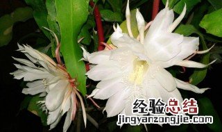 昙花是雌雄异株植物吗图片 昙花是雌雄异株植物吗