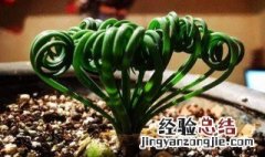 弹簧草有什么作用 弹簧草适合送给什么人