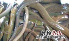 野生泥鳅捕捉秘方 野生泥鳅捕捉秘方图片