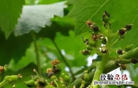 葡萄萌芽期的管理技术 葡萄萌芽期的管理技术视频