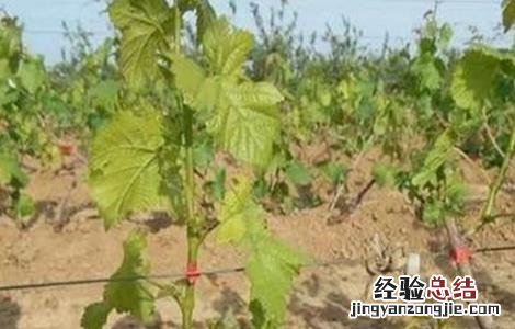 葡萄萌芽期的管理技术 葡萄萌芽期的管理技术视频