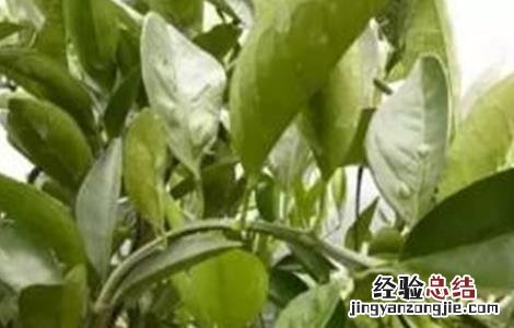 冬天柑橘树怎么护理 柑桔冬季护叶技巧