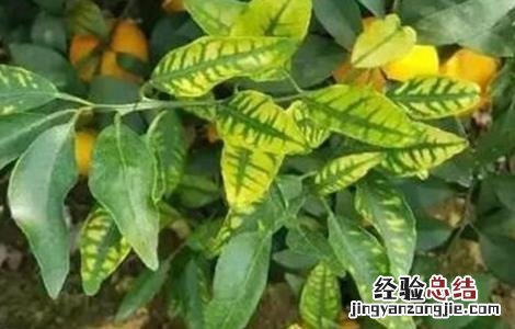 冬天柑橘树怎么护理 柑桔冬季护叶技巧