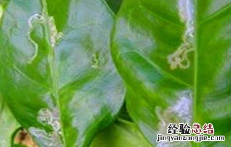 冬天柑橘树怎么护理 柑桔冬季护叶技巧