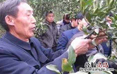 柑橘冬季管理四大要点 柑橘四月份管理工作要点