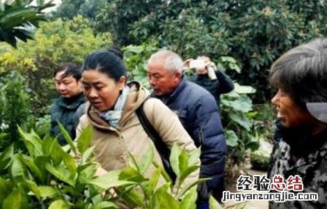 柑橘冬季管理四大要点 柑橘四月份管理工作要点