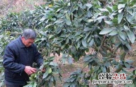 柑橘冬季管理四大要点 柑橘四月份管理工作要点