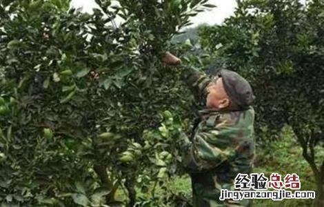柑橘冬季管理四大要点 柑橘四月份管理工作要点