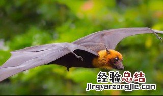 埃博拉病毒名字的由来 埃博拉病毒名字的由来是什么