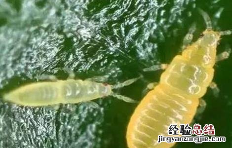 莲雾病虫害防治 莲雾的病虫害防治