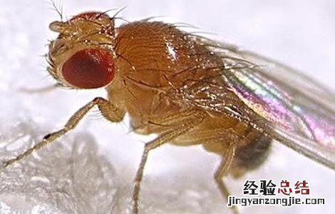 莲雾病虫害防治 莲雾的病虫害防治