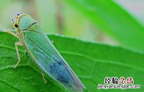 莲雾病虫害防治 莲雾的病虫害防治