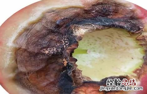 莲雾病虫害防治 莲雾的病虫害防治