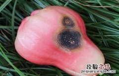 莲雾病虫害防治 莲雾的病虫害防治
