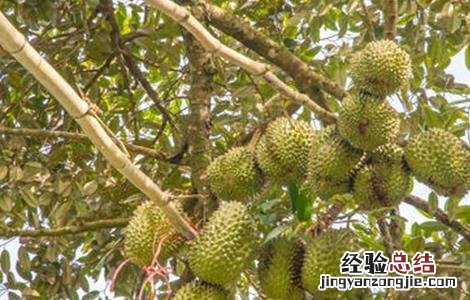 榴莲的种植技术和管理 榴莲种植管理要点