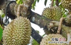 榴莲的种植技术和管理 榴莲种植管理要点