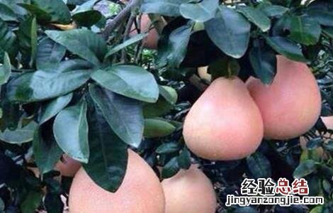蜜柚烂根原因及应对措施 柚子树烂根是什么原因造成的