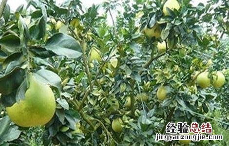 蜜柚烂根原因及应对措施 柚子树烂根是什么原因造成的