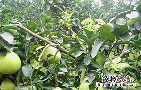 蜜柚烂根原因及应对措施 柚子树烂根是什么原因造成的