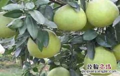 蜜柚烂根原因及应对措施 柚子树烂根是什么原因造成的