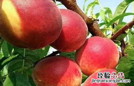 桃树种植常见问题及对策 桃树种植常见问题