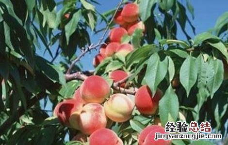 桃树种植常见问题及对策 桃树种植常见问题