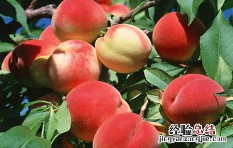 桃树种植常见问题及对策 桃树种植常见问题