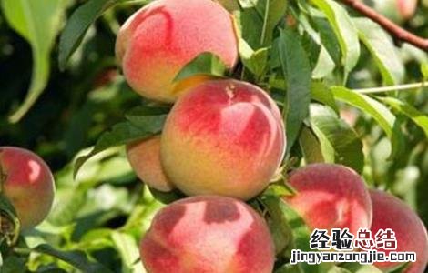 桃树种植常见问题及对策 桃树种植常见问题