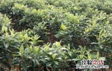 枇杷嫁接后的管理技术 枇杷树的嫁接技术