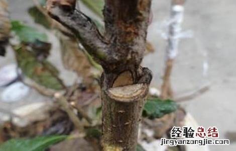 枇杷嫁接后的管理技术 枇杷树的嫁接技术