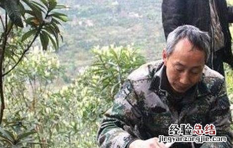 枇杷嫁接后的管理技术 枇杷树的嫁接技术