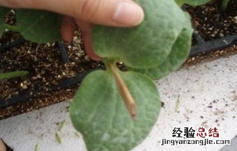 甜瓜嫁接后的管理要点是 甜瓜嫁接后的管理要点