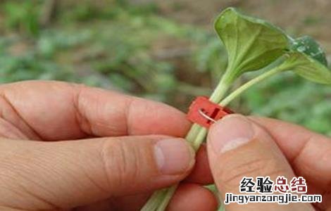 甜瓜嫁接后的管理要点是 甜瓜嫁接后的管理要点