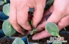 甜瓜嫁接后的管理要点是 甜瓜嫁接后的管理要点