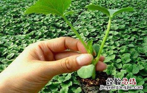 甜瓜嫁接后的管理要点是 甜瓜嫁接后的管理要点