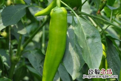 辣椒开花不结果的原因是什么原因 辣椒开花不结果的原因