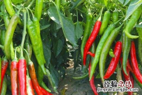 辣椒开花不结果的原因是什么原因 辣椒开花不结果的原因