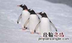 喜欢动物适合什么工作 喜欢动物适合什么工作呢