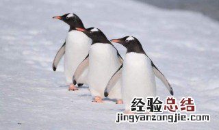 喜欢动物适合什么工作 喜欢动物适合什么工作呢