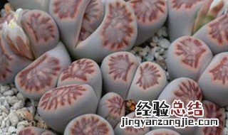 多肉休眠期是什么时候 多肉花休眠期在什么季节