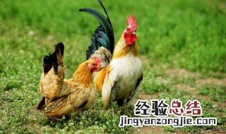 蛋鸡与三黄鸡的区别在哪里 蛋鸡与三黄鸡的区别