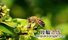 蜜蜂是怎么分工的 蜜蜂是怎么分工的?