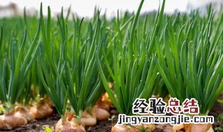 洋葱春季什么时候浇水 洋葱开春什么时候浇水