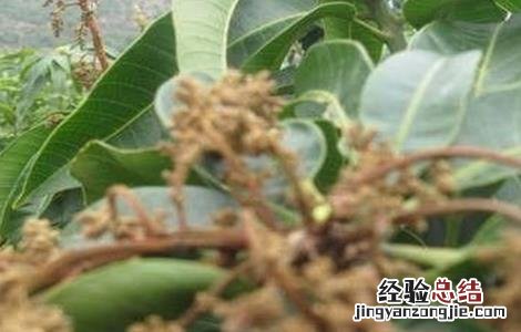早花芒果树管理要点 芒果花期及果期管理要点